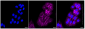 KD-Validated Anti-Flotillin 1 Rabbit Monoclonal Antibody